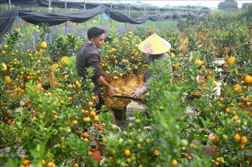 Quất, bưởi Văn Giang sẵn sàng cho Tết Nguyên đán Canh Tý 2020 ảnh 12 Quất, bưởi Văn Giang sẵn sàng cho Tết Nguyên đán Canh Tý 2020 ảnh 12