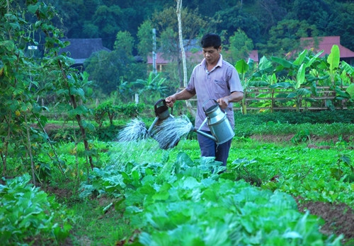 Tham gia mô hình, bà con được chuyển giao kỹ thuật canh tác, luân canh các loại rau màu.