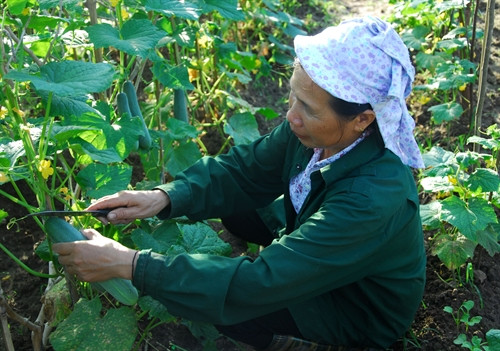 Thu hoạch rau màu.