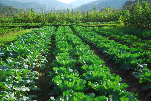 Xã Lay Nưa hiện có hơn 7 ha rau sạch trồng theo tiêu chuẩn VietGAP.