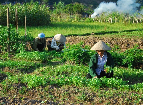 Xã Lay Nưa khuyến khích bà con chuyển đổi cơ cấu cây trồng, nhân rộng diện tích trồng rau sạch.