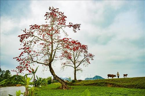 Hoa gạo đơm bông đỏ rực tại huyện Yên Mô (Ninh Bình) Ảnh: Minh Đức - TTXVN Hoa gạo đơm bông đỏ rực tại huyện Yên Mô (Ninh Bình) Ảnh: Minh Đức - TTXVN