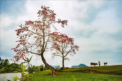 Hoa gạo đơm bông đỏ rực tại huyện Yên Mô (Ninh Bình) Ảnh: Minh Đức - TTXVN