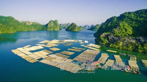 Phát triển nuôi cá lồng bè trên Vịnh Gia Luận - Cát Bà, nơi được coi là khu vực phát triển kinh tế và du lịch trọng điểm của thành phố Hải Phòng. Ảnh: Trọng Đạt – TTXVN Phát triển nuôi cá lồng bè trên Vịnh Gia Luận - Cát Bà, nơi được coi là khu vực phát triển kinh tế và du lịch trọng điểm của thành phố Hải Phòng. Ảnh: Trọng Đạt – TTXVN