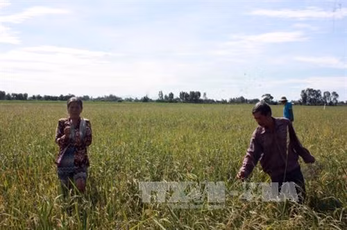 Chuột cắn nát hơn 500 ha lúa ở Kiên Giang ảnh 1