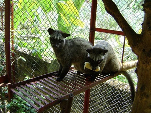 Nuôi chồn hương cho thu nhập cao ảnh 1