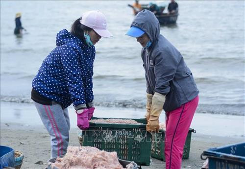 "Chợ ruốc" ở biển Thọ Quang phía dưới chân núi Sơn Trà. Ảnh: Văn Dũng - TTXVN "Chợ ruốc" được họp từ khoảng 1 giờ sáng đến 7 giờ sáng. Ảnh: Văn Dũng - TTXVN Người dân vận chuyển những thúng ruốc tươi lên bờ. Ảnh: Văn Dũng - TTXVN Ruốc biển được thương lái mua để mang về tiêu thụ tại các chợ trên địa bàn thành phố Đà Nẵng. Ảnh: Văn Dũng - TTXVN Ruốc biển tươi. Ảnh: Văn Dũng - TTXVN Với người dân Thọ Quang, mùa ruốc (tép biển) là dịp để tăng thêm thu nhập. Ảnh: Văn Dũng - TTXVN