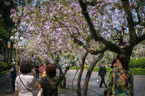 Hoa ban Tây Bắc nở giữa lòng Hà Nội ảnh 18