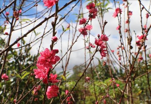 Những cành đào miền Bắc đang khoe sắc tại phố núi Pleiku Ảnh: Hồng Điệp - TTXVN Những cành đào miền Bắc đang khoe sắc tại phố núi Pleiku Ảnh: Hồng Điệp - TTXVN