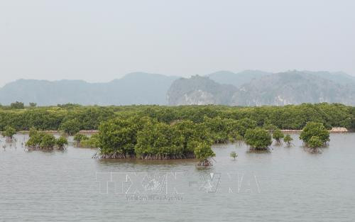 Khu vực trồng rừng ngập mặn tại đảo Cát Bà. Ảnh: Lâm Khánh - TTXVN Khu vực trồng rừng ngập mặn tại đảo Cát Bà. Ảnh: Lâm Khánh - TTXVN