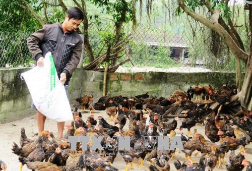 Gia đình anh Lê Thanh Trọng làm giàu trên vùng cát trắng Quảng Bình. Ảnh: Võ Dung-TTXVN Gia đình anh Lê Thanh Trọng làm giàu trên vùng cát trắng Quảng Bình. Ảnh: Võ Dung-TTXVN