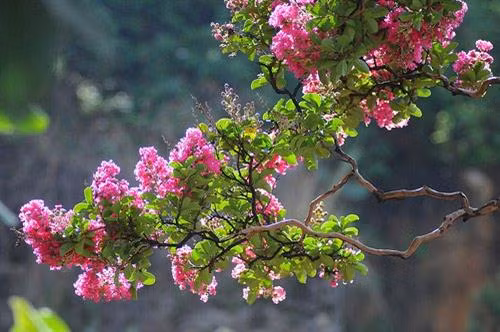 Hoa tường vy có kỹ thuật trồng cây khá dễ. Ảnh: vietq.vn