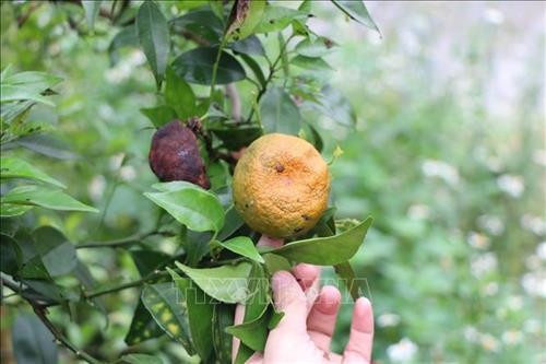 Nhiều diện tích cam bị vàng lá, thối rễ. Ảnh: Tuấn Anh - TTXVN Nhiều diện tích cam bị vàng lá, thối rễ. Ảnh: Tuấn Anh - TTXVN