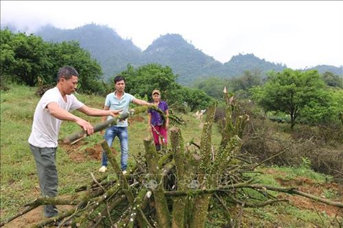 Người dân đã chặt bỏ nhiều diện tích cam bị bệnh. Ảnh: Tuấn Anh - TTXVN Người dân đã chặt bỏ nhiều diện tích cam bị bệnh. Ảnh: Tuấn Anh - TTXVN