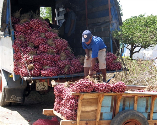 Thương lái hiện đang thu mua hành của nông dân với giá cao