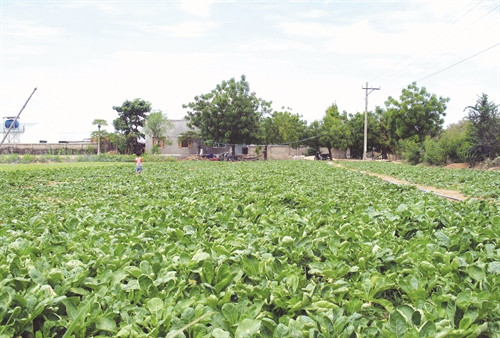Sản xuất rau an toàn đem lại thu nhập ổn định cho đồng bào Chăm ở xã Phước Hải Sản xuất rau an toàn đem lại thu nhập ổn định cho đồng bào Chăm ở xã Phước Hải