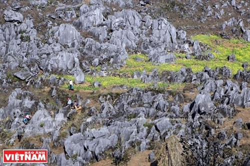 Đến với đèo Mã Pí Lèng du khách có thể ngắm nhìn những thửa ruộng của bà con dân tộc Mông thuộc xã Lũng Chinh huyện Mèo Vạc. Ảnh: Tất Sơn