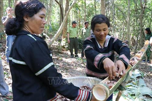 Thức ăn nướng xong được đựng trong ống lồ ô khoét rãnh, mang đậm nét văn hóa người bản địa. Ảnh: Hồng Điệp - TTXVN Thức ăn nướng xong được đựng trong ống lồ ô khoét rãnh, mang đậm nét văn hóa người bản địa. Ảnh: Hồng Điệp - TTXVN