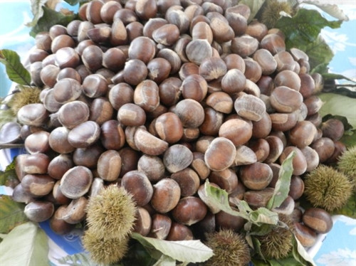 Hạt dẻ Trùng Khánh (Cao Bằng). Ảnh: caobang.vn Hạt dẻ Trùng Khánh (Cao Bằng). Ảnh: caobang.vn