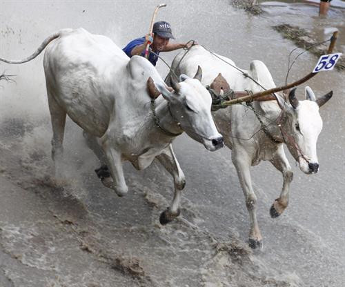 Trước cuộc thi, bò được tập trung ở bãi đất trống chờ xuất phát. Mỗi lượt đua có 2 đôi bò tham gia và thực hiện 2 vòng. Nếu đôi bò nào chạy ra ngoài coi là thua cuộc. Mỗi lượt đua có 2 đôi bò tham gia và thực hiện 2 vòng Vòng 1 gọi là vòng hô, với những cú nuớc rút ngoạn mục. Vòng đua thứ 2 là vòng thả, là vòng đua cực kỳ hấp dẫn, đặc biệt là 100 m cuối. Vòng đua thứ 2 là vòng thả, là vòng đua cực kỳ hấp dẫn, đặc biệt là 100 m cuối. Vòng đua thứ 2 là vòng thả, là vòng đua cực kỳ hấp dẫn, đặc biệt là 100 m cuối. Kết thúc cuộc đua, ban tổ chức trao phần thưởng cho đôi bò đoạt chức vô địch và cả phần thưởng cho người “Tài xế xuất sắc nhất giải”. Vòng đua thứ 2 là vòng thả, là vòng đua cực kỳ hấp dẫn, đặc biệt là 100 m cuối. Trước cuộc thi, bò được tập trung ở bãi đất trống chờ xuất phát. Mỗi lượt đua có 2 đôi bò tham gia và thực hiện 2 vòng. Nếu đôi bò nào chạy ra ngoài coi là thua cuộc. Mỗi lượt đua có 2 đôi bò tham gia và thực hiện 2 vòng Vòng 1 gọi là vòng hô, với những cú nuớc rút ngoạn mục. Vòng đua thứ 2 là vòng thả, là vòng đua cực kỳ hấp dẫn, đặc biệt là 100 m cuối. Vòng đua thứ 2 là vòng thả, là vòng đua cực kỳ hấp dẫn, đặc biệt là 100 m cuối. Vòng đua thứ 2 là vòng thả, là vòng đua cực kỳ hấp dẫn, đặc biệt là 100 m cuối. Kết thúc cuộc đua, ban tổ chức trao phần thưởng cho đôi bò đoạt chức vô địch và cả phần thưởng cho người “Tài xế xuất sắc nhất giải”. Vòng đua thứ 2 là vòng thả, là vòng đua cực kỳ hấp dẫn, đặc biệt là 100 m cuối.
