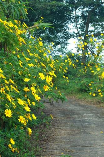 Dã quỳ rực rỡ hai bên đường. Ảnh: soha.vn Dã quỳ rực rỡ hai bên đường. Ảnh: soha.vn