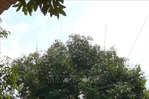 Hệ thống ống dẫn thẳng lên ngọn cây sầu riêng, giúp người dân phun đều cả vườn cây từ gốc tới ngọn. Ảnh: Lê Xuân – TTXVN Hệ thống ống dẫn thẳng lên ngọn cây sầu riêng, giúp người dân phun đều cả vườn cây từ gốc tới ngọn. Ảnh: Lê Xuân – TTXVN