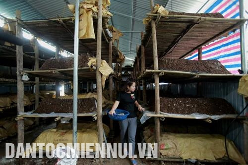 Thu hoạch nấm rơm ở HTX dịch vụ nông nghiệp Hợp Giang thôn Nà Nghịu, xã Lục Bình