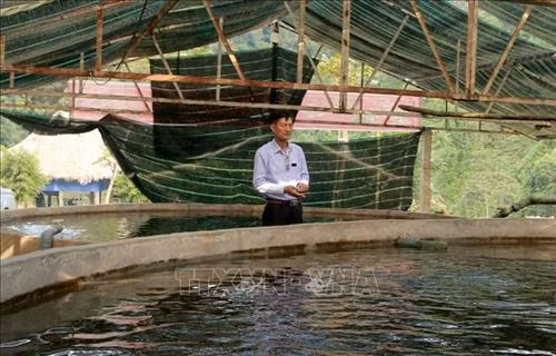 Ông Hà Khắc Sâm cho cá ăn. Ảnh: Nguyễn Nam-TTXVN