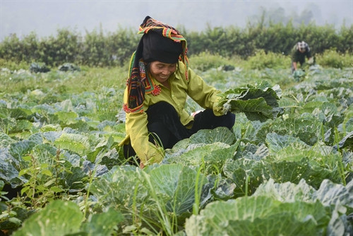 Nông dân xã Pom Lót (Điện Biên) chăm sóc rau. Nông dân xã Pom Lót (Điện Biên) chăm sóc rau.