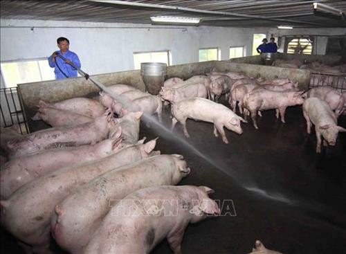 Định hướng của ngành Nông nghiệp thời gian tới chưa cho tái đàn, tập trung phát triển chăn nuôi tập trung an toàn dịch bệnh có kiểm soát. Ảnh: Vũ Sinh - TTXVN Định hướng của ngành Nông nghiệp thời gian tới chưa cho tái đàn, tập trung phát triển chăn nuôi tập trung an toàn dịch bệnh có kiểm soát. Ảnh: Vũ Sinh - TTXVN