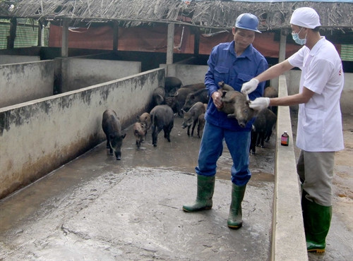 Công nhân tiêm thuốc phòng bệnh cho đàn lợn con.