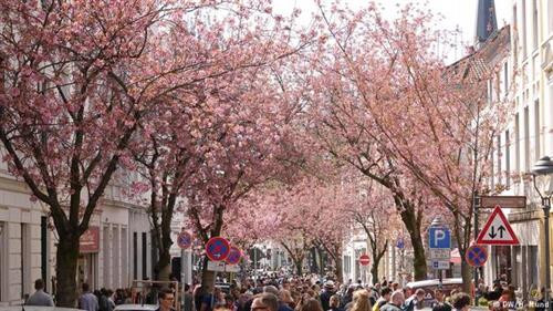 Vào dịp cuối xuân hàng năm, khu phố Altstadt ở thành phố Bonn phía tây nước Đức lại được nhuộm hồng bởi hàng trăm cây anh đào đang nở hoa rực rỡ. Ảnh: Heike Mund. Bonn là thành phố nằm phía nam bang Nordrhein-Westfalen, cạnh bờ sông Rhine. Đây là một trong những thành phố cổ và có trường đại học Bonn nổi tiếng của Đức. Ảnh: Flickr. Ở khu phố Altstadt trồng rất nhiều cây anh đào hai bên vỉa hè. Mỗi mùa xuân hoa nở tạo nên một "đường hầm hoa anh đào" đẹp mê mẩn. Altstadt được nhiều lần bình chọn là nơi có "đường hầm hoa" đẹp nhất thế giới. Ảnh: Flickr. Hoa anh đào ở đây thường nở trong 2-3 tuần vào cuối tháng 4 đầu tháng 5. Hai hàng cây anh đào bung nở trở thành một điểm đến hấp dẫn, thu hút du khách, nhiếp ảnh gia và cả người dân địa phương tới tản bộ, vãn cảnh, chụp ảnh lưu niệm. Ảnh: Geisler. Altstadt có nghĩa là "Old Town" - Phố cổ của Bonn, trong đó hai đoạn đường Heerstraße và Breite Straße trồng nhiều hoa anh đào nhất. Trước đây khu phố rất bình thường và mọi người chỉ nhớ đến nó với cảnh tắc đường. Vào giữa thập niên 1980, các nhà quy hoạch đô thị thực hiện một cuộc đổi mới cho những con đường nhỏ hẹp ở đây để giảm ách tắc giao thông và trồng thêm hoa anh đào Nhật Bản. Ảnh: Heike Mund. Ban đầu thành phố Bonn trồng 60 cây anh đào Nhật Bản có màu hồng tươi. Sau khi những cây ban đầu đã trồng được 30 năm thì thành phố thay thế bằng khoảng 300 cây mới vào năm 2014. Ảnh: Heike Mund. Những con đường hoa anh đào ở Bonn từ đó trở thành điểm đến nổi tiếng không chỉ trong nước Đức mà cả thế giới. Ở Altstadt không tổ chức lễ hội hoa anh đào thường niên như các nước châu Á nhưng có chợ flea market bán phụ kiện, đồ lưu niệm và đồ ăn, biểu diễn nhạc sống ngoài trời... phục vụ du khách. Ảnh: Heike Mund. Vào dịp cuối xuân hàng năm, khu phố Altstadt ở thành phố Bonn phía tây nước Đức lại được nhuộm hồng bởi hàng trăm cây anh đào đang nở hoa rực rỡ. Ảnh: Heike Mund. Bonn là thành phố nằm phía nam bang Nordrhein-Westfalen, cạnh bờ sông Rhine. Đây là một trong những thành phố cổ và có trường đại học Bonn nổi tiếng của Đức. Ảnh: Flickr. Ở khu phố Altstadt trồng rất nhiều cây anh đào hai bên vỉa hè. Mỗi mùa xuân hoa nở tạo nên một "đường hầm hoa anh đào" đẹp mê mẩn. Altstadt được nhiều lần bình chọn là nơi có "đường hầm hoa" đẹp nhất thế giới. Ảnh: Flickr. Hoa anh đào ở đây thường nở trong 2-3 tuần vào cuối tháng 4 đầu tháng 5. Hai hàng cây anh đào bung nở trở thành một điểm đến hấp dẫn, thu hút du khách, nhiếp ảnh gia và cả người dân địa phương tới tản bộ, vãn cảnh, chụp ảnh lưu niệm. Ảnh: Geisler. Altstadt có nghĩa là "Old Town" - Phố cổ của Bonn, trong đó hai đoạn đường Heerstraße và Breite Straße trồng nhiều hoa anh đào nhất. Trước đây khu phố rất bình thường và mọi người chỉ nhớ đến nó với cảnh tắc đường. Vào giữa thập niên 1980, các nhà quy hoạch đô thị thực hiện một cuộc đổi mới cho những con đường nhỏ hẹp ở đây để giảm ách tắc giao thông và trồng thêm hoa anh đào Nhật Bản. Ảnh: Heike Mund. Ban đầu thành phố Bonn trồng 60 cây anh đào Nhật Bản có màu hồng tươi. Sau khi những cây ban đầu đã trồng được 30 năm thì thành phố thay thế bằng khoảng 300 cây mới vào năm 2014. Ảnh: Heike Mund. Những con đường hoa anh đào ở Bonn từ đó trở thành điểm đến nổi tiếng không chỉ trong nước Đức mà cả thế giới. Ở Altstadt không tổ chức lễ hội hoa anh đào thường niên như các nước châu Á nhưng có chợ flea market bán phụ kiện, đồ lưu niệm và đồ ăn, biểu diễn nhạc sống ngoài trời... phục vụ du khách. Ảnh: Heike Mund.