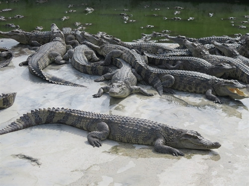 Chuồng nuôi cá sấu của anh Nguyễn Văn Đấu ở thị trấn Phước Long , huyện Phước Long, tỉnh Bạc Liêu