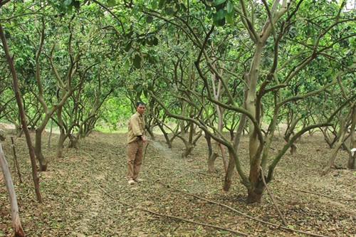 Ông Nguyễn Văn Tứ ở phường Phú Diễn, quận Nam Từ Liêm (Hà Nội) đang tưới nước cho vườn bưởi của gia đình. Ảnh: Nguyễn Mạnh Đoàn