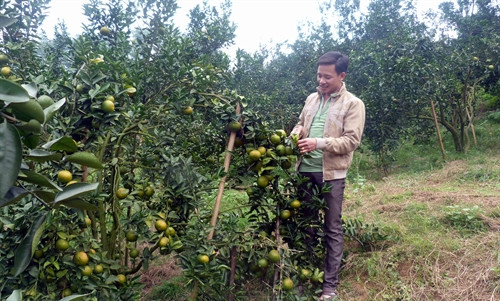 Anh Lương Văn Đại kiểm tra vườn cam trước khi thu hoạch.