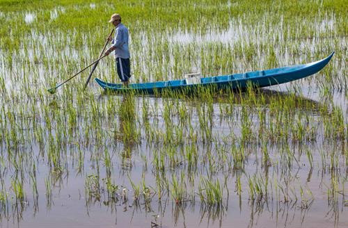 Mùa nước nổi ở Hậu Giang ảnh 12