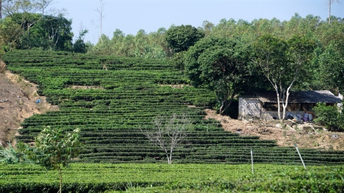 Đồi chè tại Bản Ven. Đồi chè tại Bản Ven.
