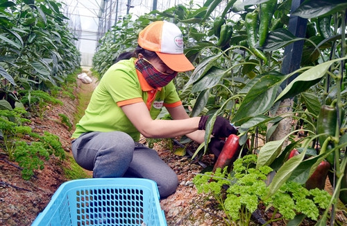 Thu hoạch ớt sừng. Ảnh: D.Quỳnh