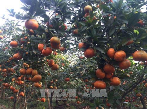 Vườn cam đường canh chín rộ ở xã Dân Tiến, huyện Khoái Châu, tỉnh Hưng Yên. Ảnh: Mai Ngoan - TTXVN. Vườn cam đường canh chín rộ ở xã Dân Tiến, huyện Khoái Châu, tỉnh Hưng Yên. Ảnh: Mai Ngoan - TTXVN.