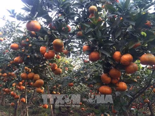 Vườn cam đường canh chín rộ ở xã Dân Tiến, huyện Khoái Châu, tỉnh Hưng Yên. Ảnh: Mai Ngoan - TTXVN. Vườn cam đường canh chín rộ ở xã Dân Tiến, huyện Khoái Châu, tỉnh Hưng Yên. Ảnh: Mai Ngoan - TTXVN.