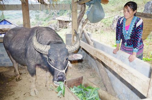 Người dân bản Sàng Mà Pho, xã Sin Suối Hồ chú trọng công tác chăm sóc, theo dõi dịch bệnh, đảm bảo đàn gia súc sinh trưởng, phát triển ổn định. Ảnh: Nguồn baolaichau.vn. Người dân bản Sàng Mà Pho, xã Sin Suối Hồ chú trọng công tác chăm sóc, theo dõi dịch bệnh, đảm bảo đàn gia súc sinh trưởng, phát triển ổn định. Ảnh: Nguồn baolaichau.vn.