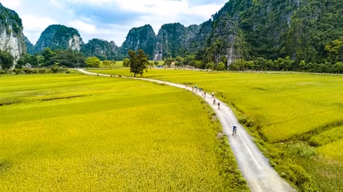 Các du khách quốc tế trải nghiệm nơi đây bằng xe đạp thong dong ngắm nhìn những ruộng lúa đang vào độ chín.