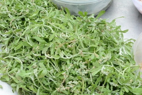 Rau khúc, nguyên liệu chính làm bánh khúc ở làng Diềm. Ảnh: internet Rau khúc, nguyên liệu chính làm bánh khúc ở làng Diềm. Ảnh: internet