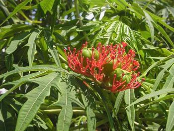 Cây đỗ trọng có thể giúp chữa nhiều bệnh thấp khớp, đau lưng... Ảnh: vietq.vn Cây đỗ trọng có thể giúp chữa nhiều bệnh thấp khớp, đau lưng... Ảnh: vietq.vn