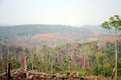 Hàng trăm ha rừng ven Quốc lộ 28 đã bị triệt phá.