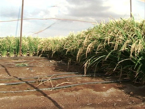 Cuộc cách mạng về nước và kinh nghiệm chống hạn của Israel ảnh 1