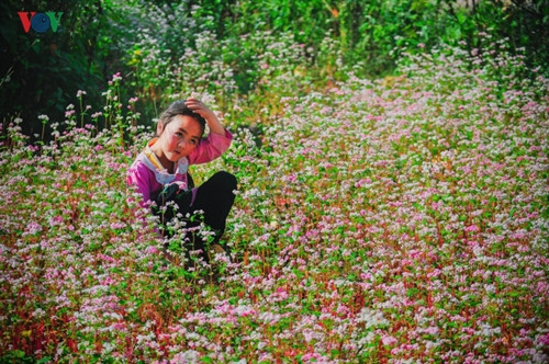 Cô bé chơi một mình trong ruộng tam giác mạch đang bung nở ở Hà Giang.