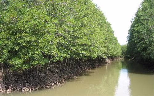 Cây đước (Đước đôi) có tên khoa học là (Rhizophora apiculata B.L). Ảnh: viecnhanong.com