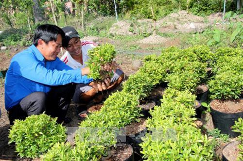 Anh Nguyễn Hoàng Mỹ hướng dẫn kỹ thuật trồng cây cảnh cho thành viên tổ hợp tác. Ảnh: Lê Thúy Hằng – TTXVN