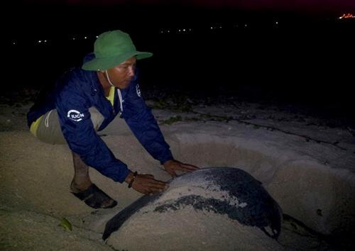 Rùa con sau khi nở được chăm sóc khỏe mạnh trước khi thả về biển. Thả rùa con về biển tại Khu bảo tồn biển Hòn Cau. Các tình nguyện viên luôn túc trực theo dõi và bảo vệ ổ rùa. Ổ trứng rùa tại Khu bảo tồn biển Hòn Cau. Rùa con sau khi nở được chăm sóc khỏe mạnh trước khi thả về biển. Thả rùa con về biển tại Khu bảo tồn biển Hòn Cau. Các tình nguyện viên luôn túc trực theo dõi và bảo vệ ổ rùa. Ổ trứng rùa tại Khu bảo tồn biển Hòn Cau.